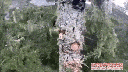 극한의 나무 자르기.gif | 인스티즈