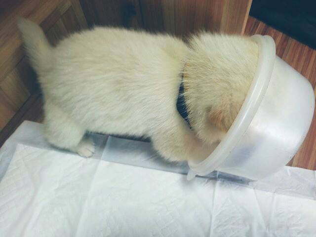 귀여운 강아지들 ㅎㅎ | 인스티즈