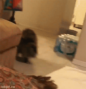 어디서 이상한거 배워온 고양이.gif | 인스티즈