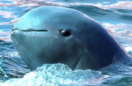 2019 첫 이와라디 돌고래 | 인스티즈