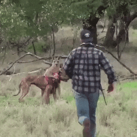 개를 구하러 가는 남자.gif | 인스티즈