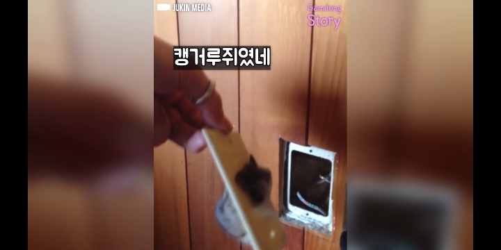 콘센트에 쥐 머리가 껴있다면? | 인스티즈