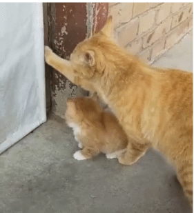 냥이의 교육법.gif | 인스티즈