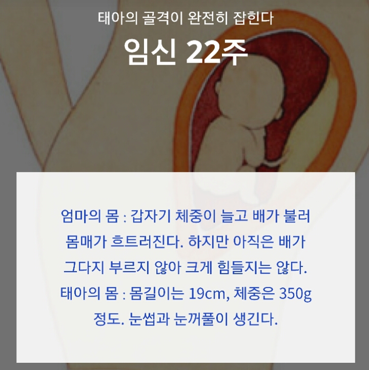 태아의 골격이 완전히 잡히는 임신 22주 | 인스티즈