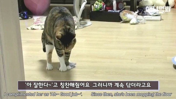 깜짝.....걸레질을 하는 고양이가 있다....?.....JPGIF | 인스티즈