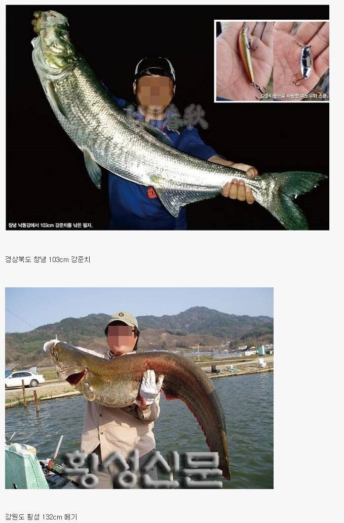 우리나라 민물에서 잡힌 대형 물고기들 | 인스티즈