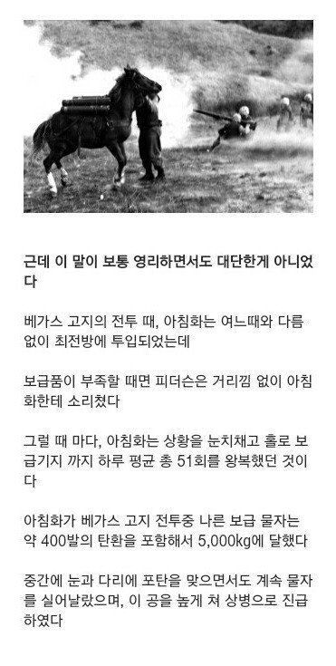6.25전쟁때 활약한 군마 | 인스티즈