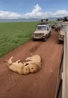 차도에 드러누워서 길막하는데 어쩌죠.gif | 인스티즈