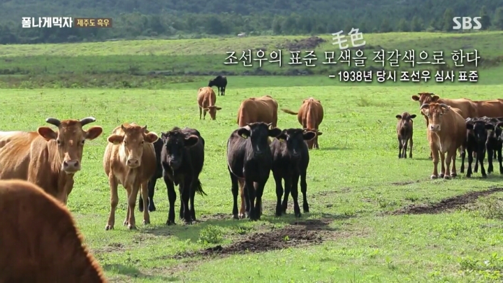 일본이 수탈해간 우리의 흑우.jpg | 인스티즈