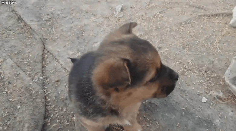 시골 똥강아지.gif | 인스티즈