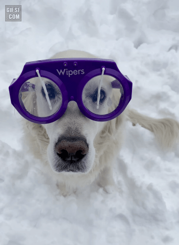 와이프 달린 안경 5만원 | 인스티즈