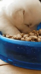 밥먹다 잠자는 인절미.GIF | 인스티즈
