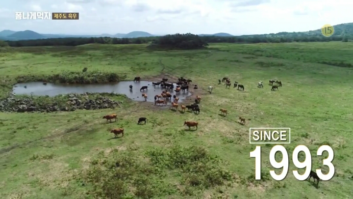 일본이 수탈해간 우리의 흑우.jpg | 인스티즈