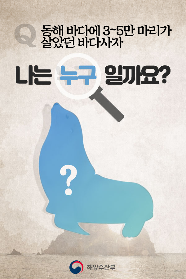 독도 바다사자 강치를 아시나요? | 인스티즈