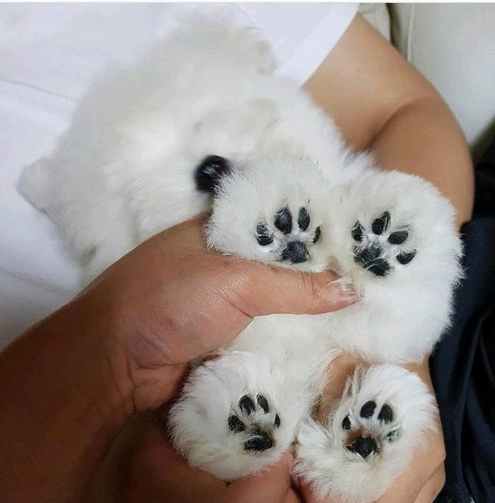 강아지 발바닥.jpg | 인스티즈