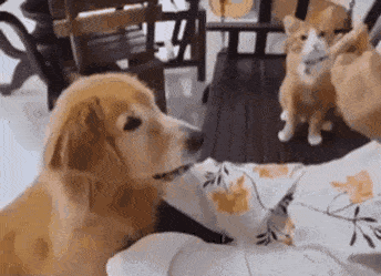 ??? : 밥을 먹으려면 저렇게 해야하는 구나.gif | 인스티즈