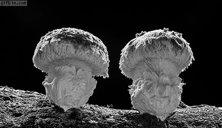 버섯 자라는 모습.gif | 인스티즈