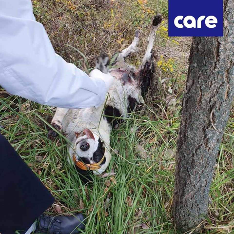 혐주의] 11월 4일 금산에서 아스팔트에 갈려 처참하게 학대와 살해당한 강아지 | 인스티즈