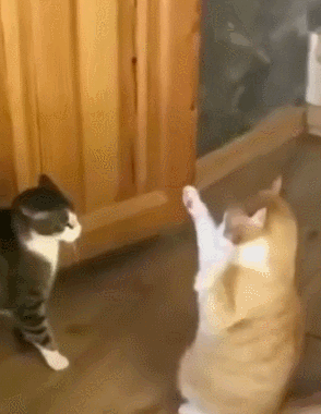 고양이 물리엔진 고장 | 인스티즈