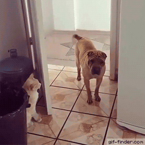 개가 답답했던 고양이.gif | 인스티즈
