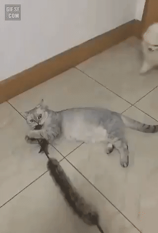 안 놀란 척 하는 댕댕이...gif | 인스티즈