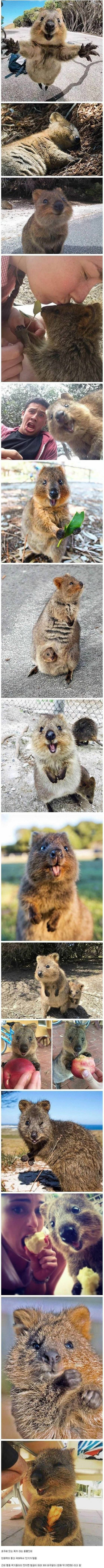 만지면 안되는 동물.jpg | 인스티즈