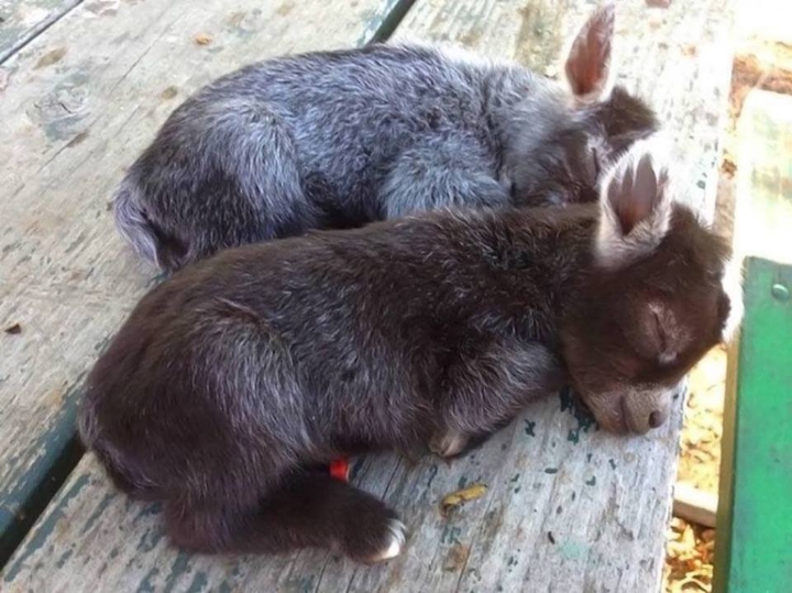 꿀잠자는 동키들.jpg | 인스티즈