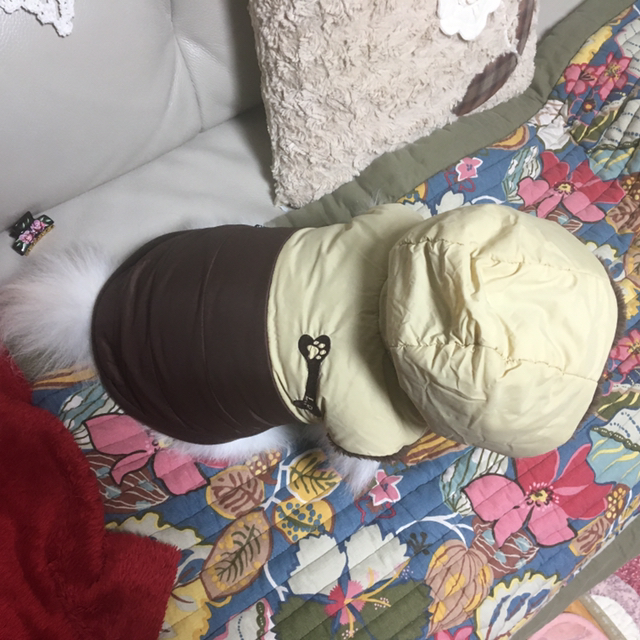 댕댕이 패딩 한 벌 해입혔습니다.jpg | 인스티즈