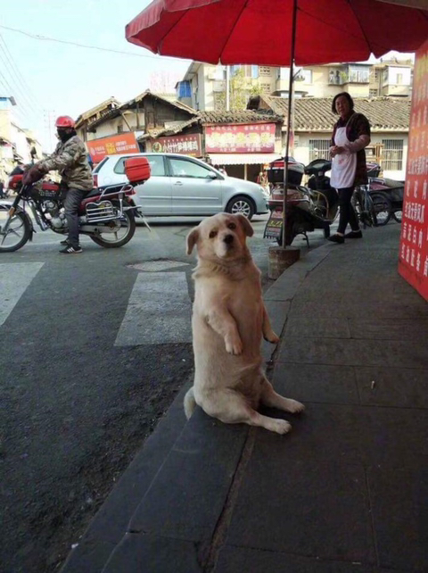 치킨이 먹고싶은 댕댕이.jpg | 인스티즈