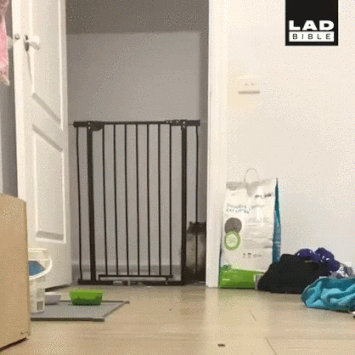 안전문 따위는 우아하게 넘는 고양이.gif | 인스티즈