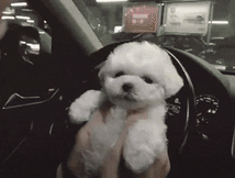 귀여운 강아지들 ㅎㅎ | 인스티즈