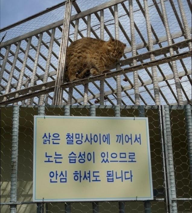 귀여운 고양이들 | 인스티즈