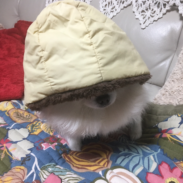 댕댕이 패딩 한 벌 해입혔습니다.jpg | 인스티즈