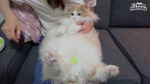 고양이들 오이반응.jpg | 인스티즈