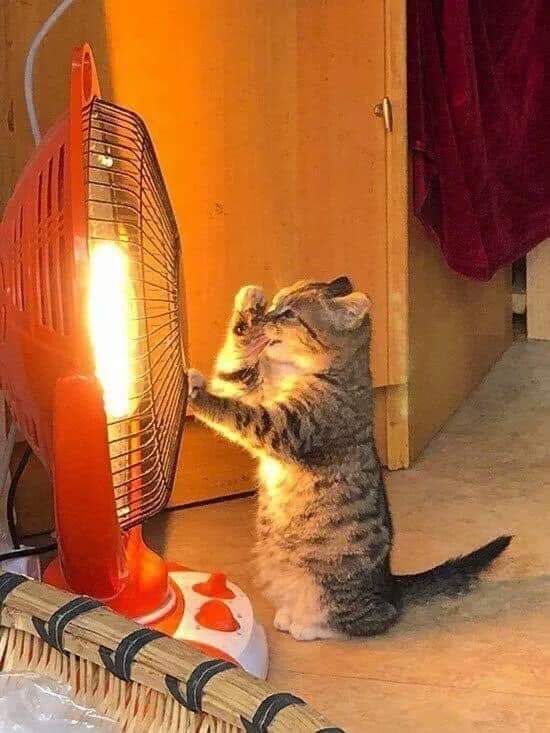 귀여운 고양이들 | 인스티즈