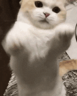 이성잃은 고양이.gif | 인스티즈