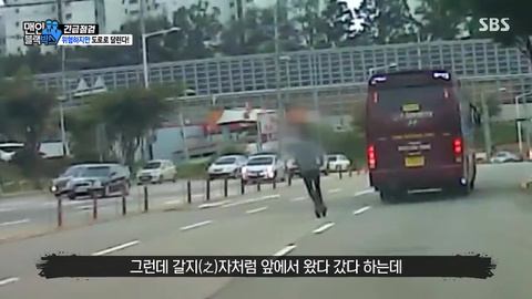자동차 운전자들을 위협하는 전자 고라니.... | 인스티즈