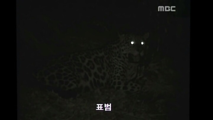 북한 개마고원에 살고 있는 동물들 | 인스티즈