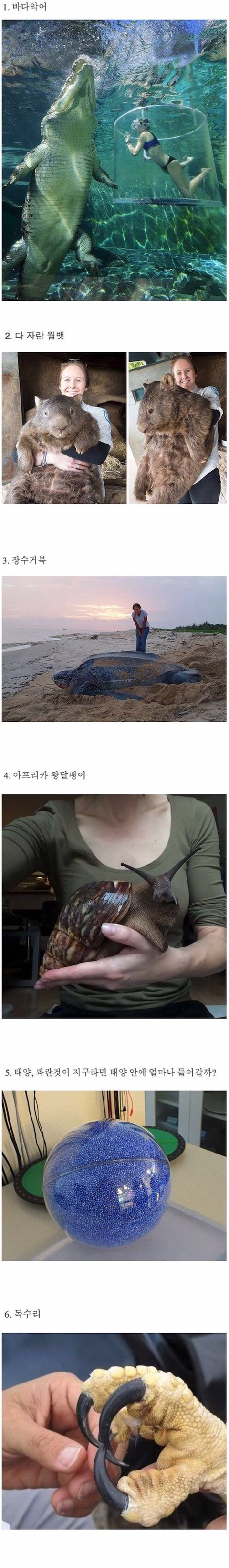 생각보다 거대한 것들.jpg | 인스티즈