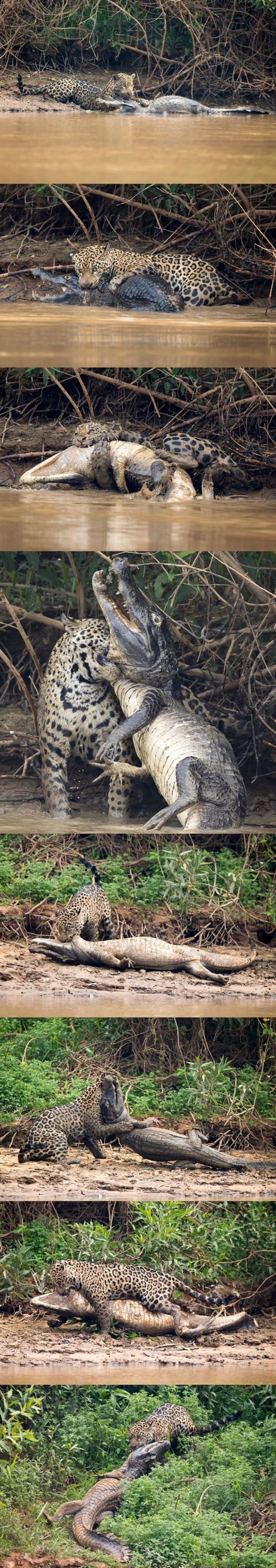 악어 사냥하는 재규어 | 인스티즈