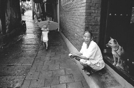 1970년대...한국의 댕댕이들....jpg | 인스티즈