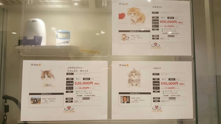 오사카 도톤보리에 있다는 고양이샵 | 인스티즈