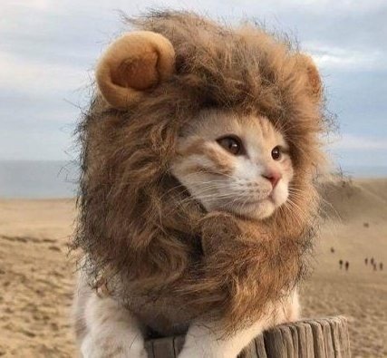 블랙핑크 고양이상 제니.jpg | 인스티즈