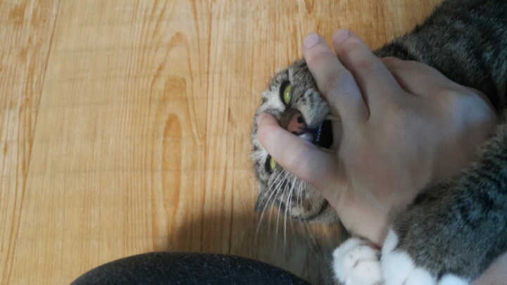 자는 고양이 괴롭히기 | 인스티즈