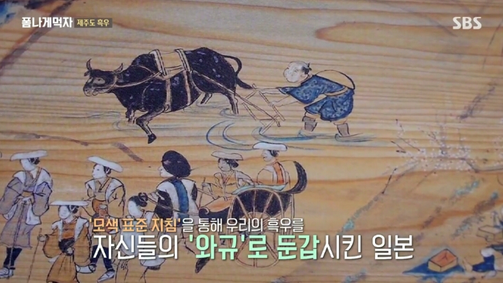 일본이 수탈해간 우리의 흑우.jpg | 인스티즈