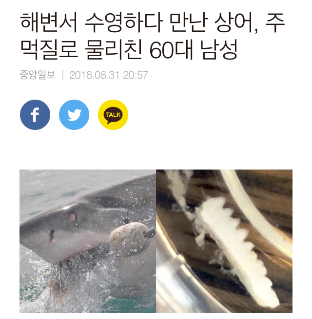 바다에서 상어 만나면 대처법 | 인스티즈