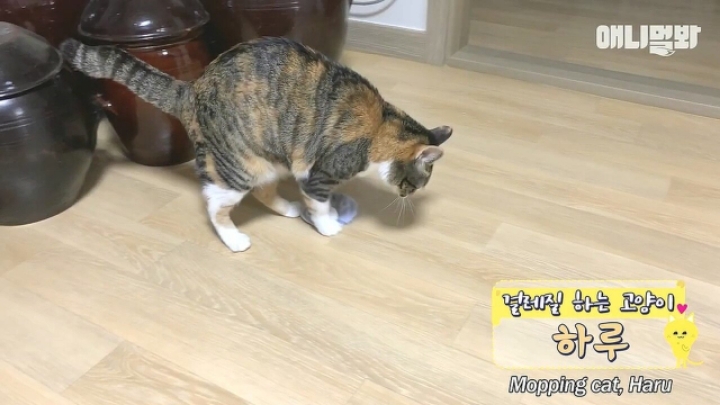 깜짝.....걸레질을 하는 고양이가 있다....?.....JPGIF | 인스티즈