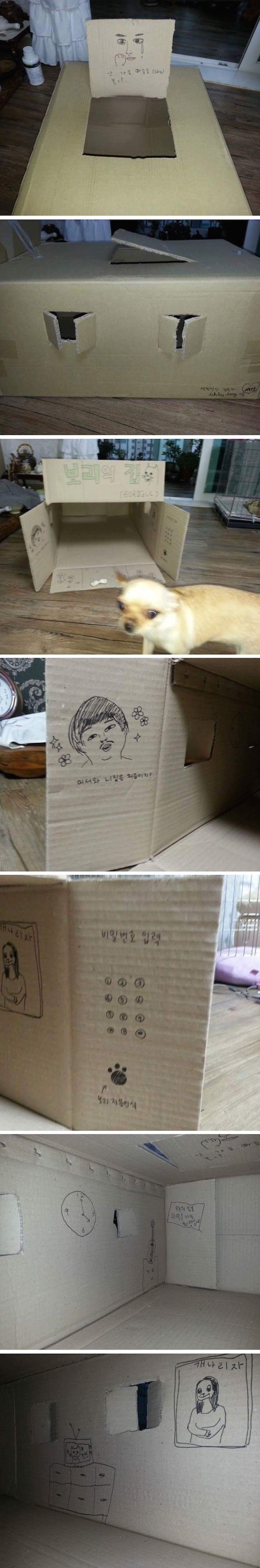 박스로 만든 개집.jpg | 인스티즈