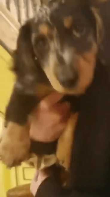 강아지보다 더 강아지 같은 삼룡엄마 에밀리아 클라크 | 인스티즈