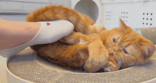 고양이들은 발을 좋아할까? | 인스티즈